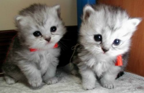 เครื่องมือในการคำนวณอายุแมว